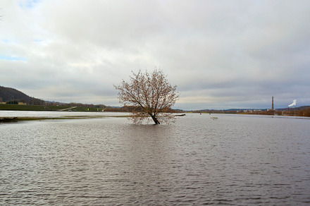 Flooded river bank