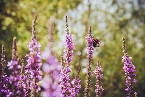 Iseeyouflower summer butterfly 3 stock photo containing summer and flowers