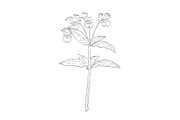 Himalayan Balsam Wild Plant Drawing, a Decorative Illustration by patrimonio (Thumbnail 1 of 3)