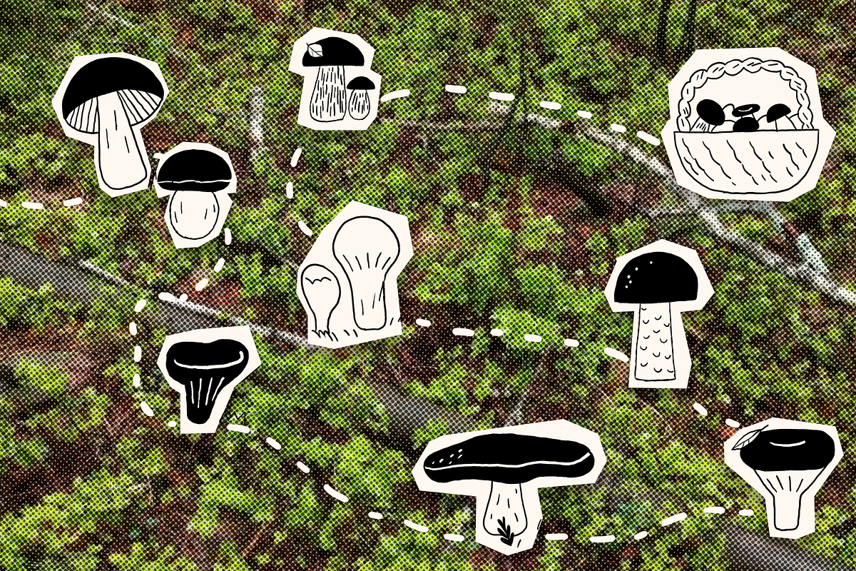 Ink Forest: Botanicals & Characters, an Animal Illustration by Schumacher Shop (Photo 6 of 19)