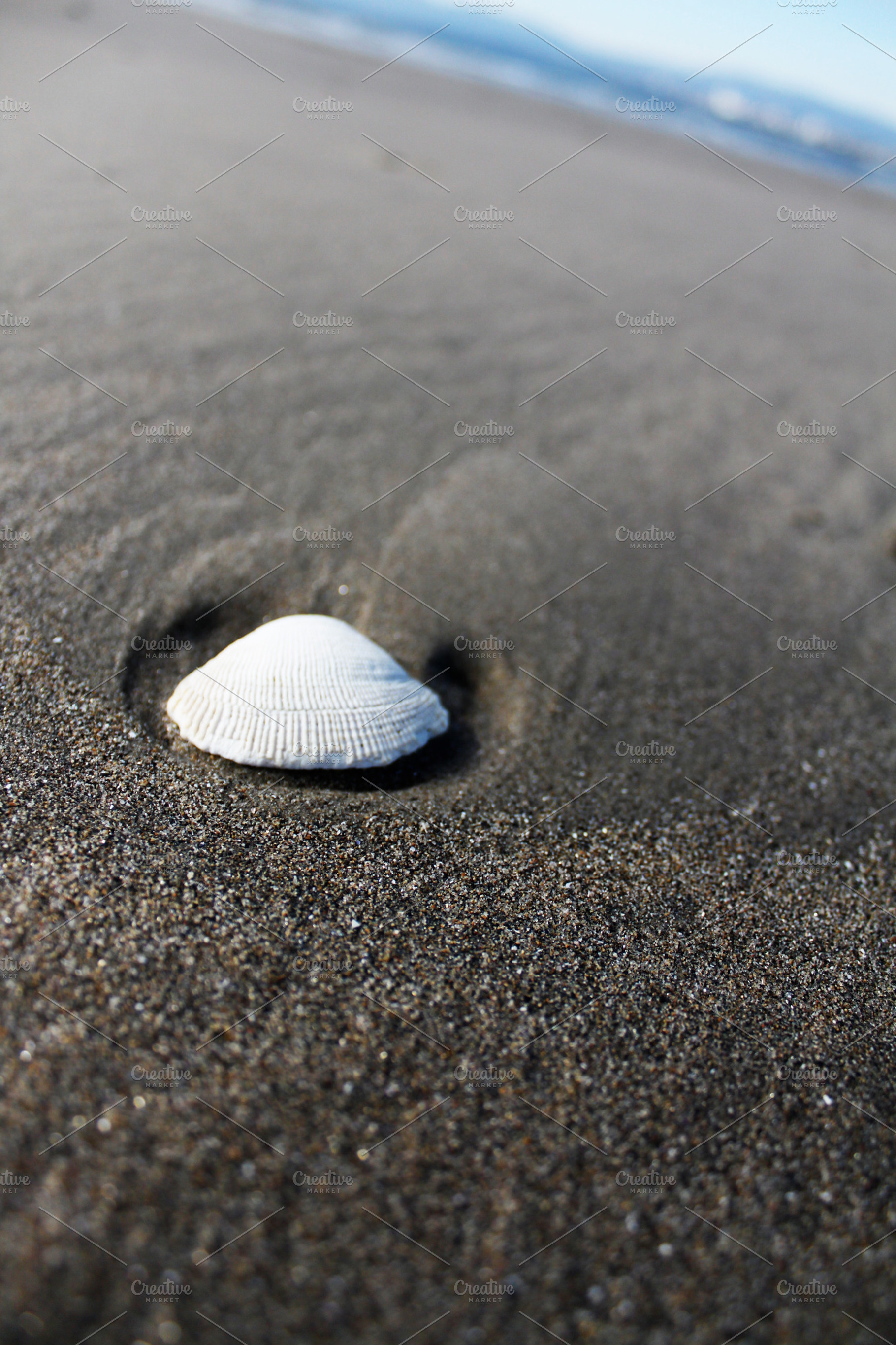 Lonely Seashell