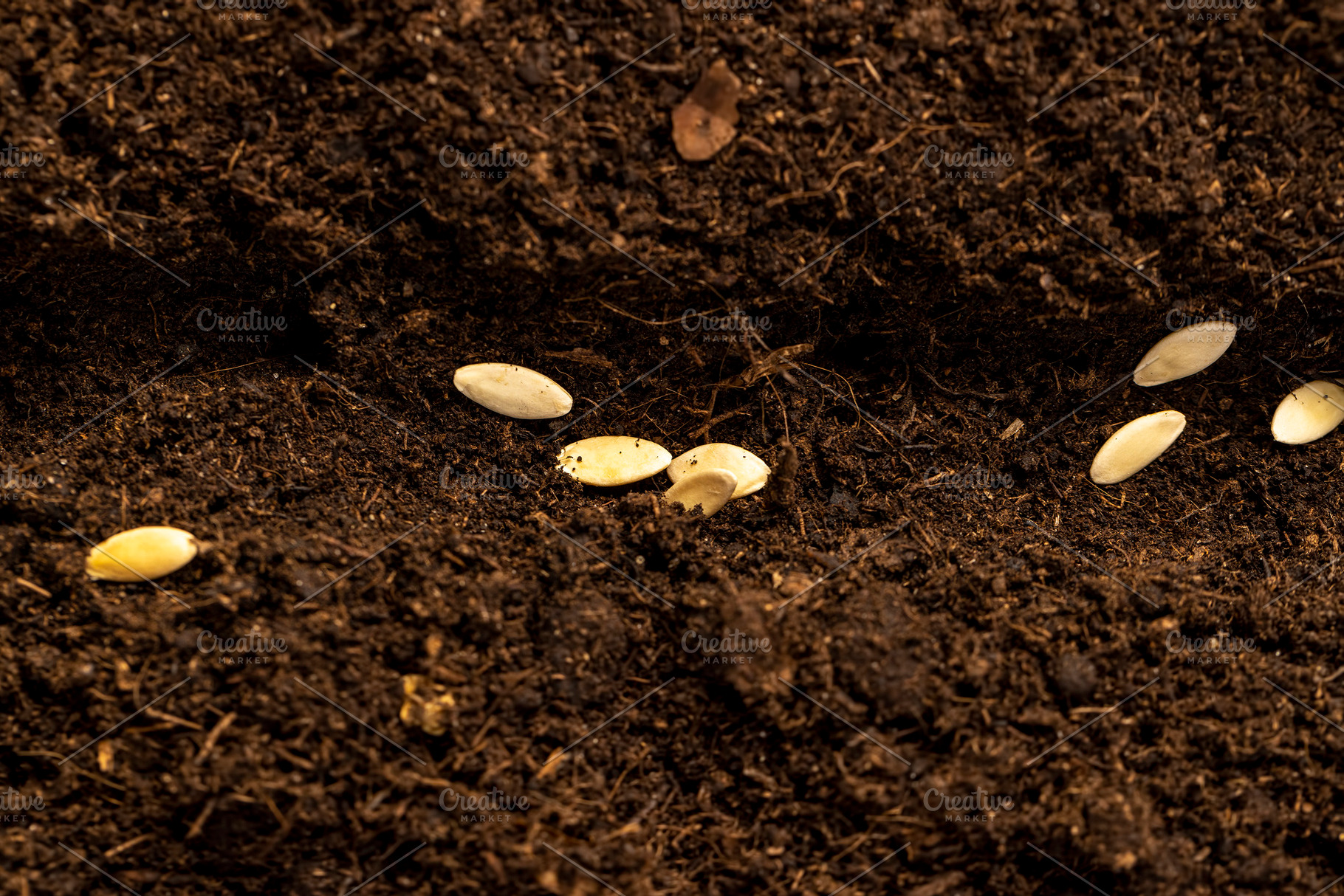 planting cucumber seeds in fertile soil with the addition of peat, a Photo by rsoollAI