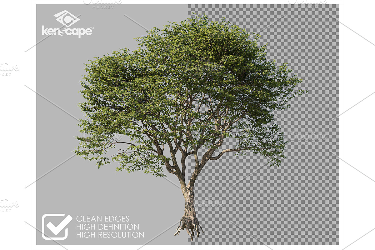 53 Trees PNG Photo Overlays, a Nature Photo by KenScape (Photo 2 of 3)