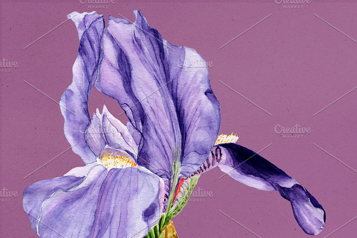 Violet Iris Watercolor Illustration, a Decorative Illustration by Olexandra Mur (Photo 2 of 3)