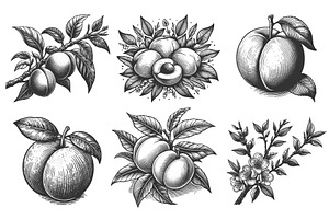 peach engraving set vector, a Food Illustration by AlexArt