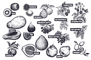 Fruits and berries. Big set., an Object Graphic by MarinaVorontsova (Thumbnail 3 of 8)