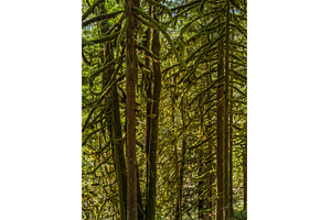 Moss clings to branches near, a Nature Photo by Backyard Stock