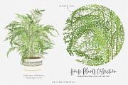 House Plants Collection Set II, a Graphic by SmallHouseBigPony (Thumbnail 21 of 21)