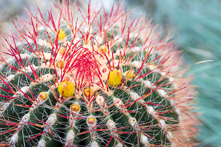 Blooming Ferocactus pilosus,