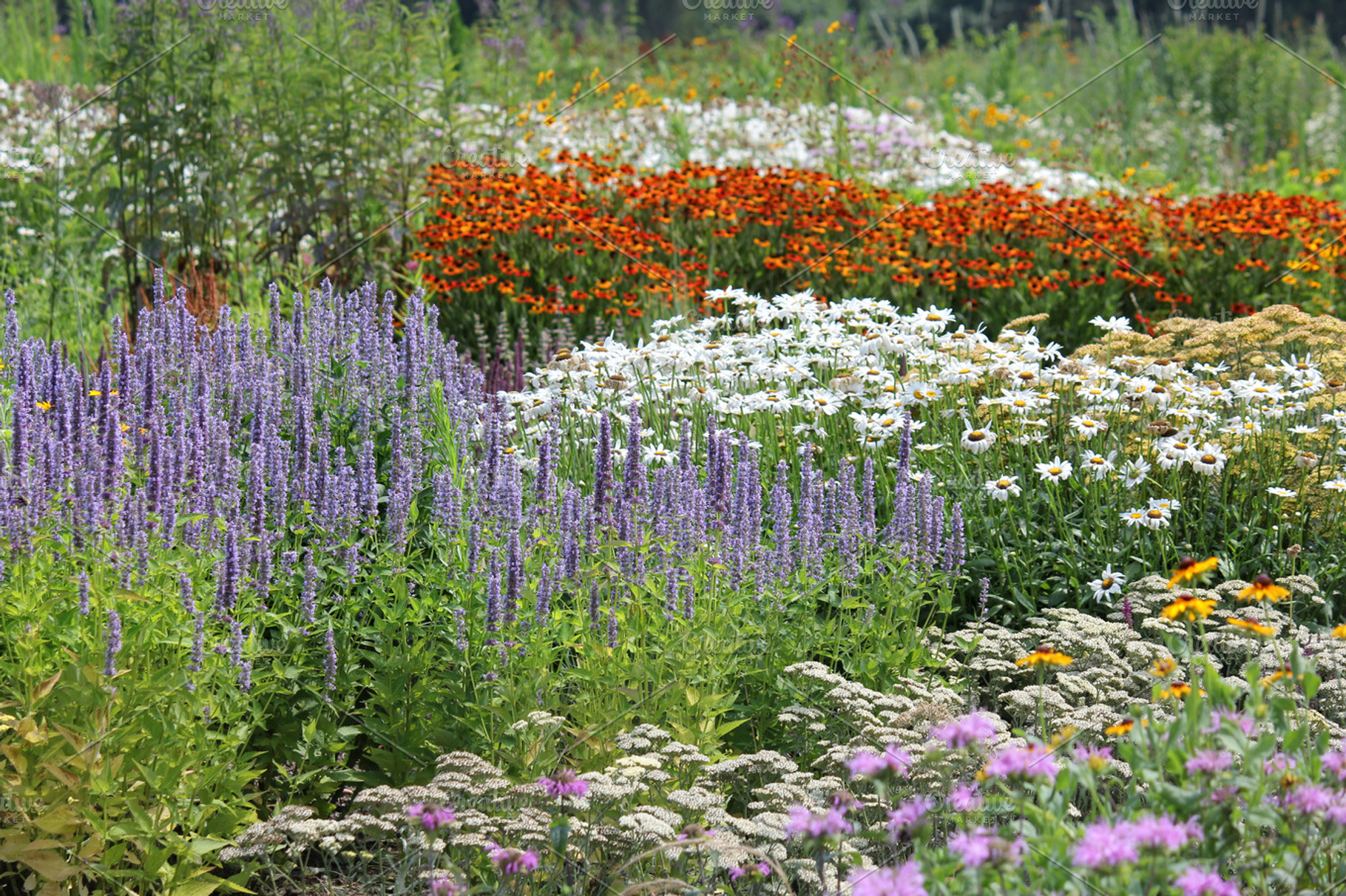Field of Wildflowers