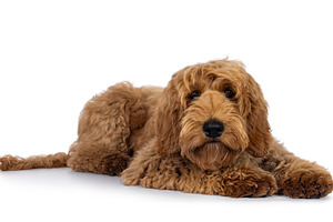 Labradoodle dog on white background, an Animal Photo by Cat'chy Images by Nynke