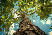 98 Trees view from below, a Nature Photo by Handmadefont (Thumbnail 89 of 98)