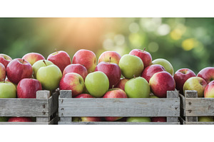 Fresh red and green apples in wooden, an Illustration by tilialucida