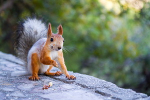 Squirrel with Nuts, an Animal Photo by Vector beauty