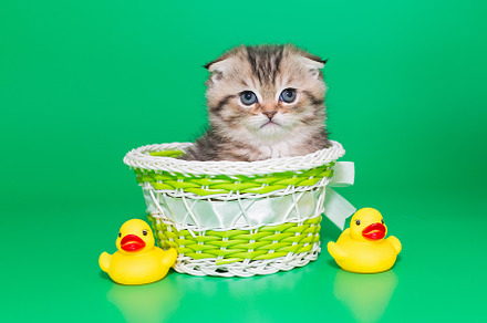 Scottish fold kitten on a green background., an Animal Photo by Okssi68