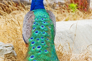 Peacock containing animal, picture, and photo