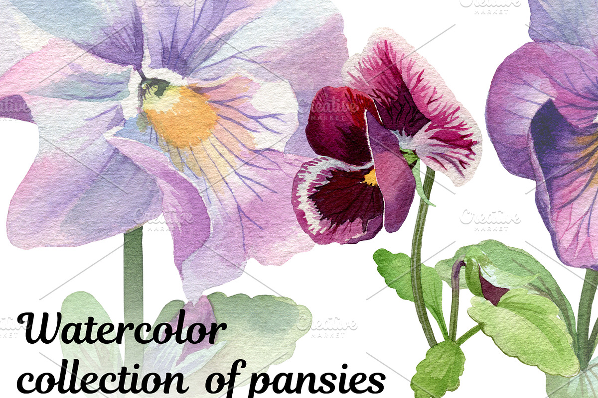 Watercolor collection of pansies, an Illustration by My art shop (Photo 1 of 2)