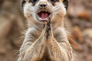 236 surprised animals, an Animal Photo by Handmadefont (Thumbnail 195 of 241)