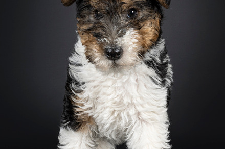 Fox terrier pup on black background, an Animal Photo by Cat'chy Images by Nynke