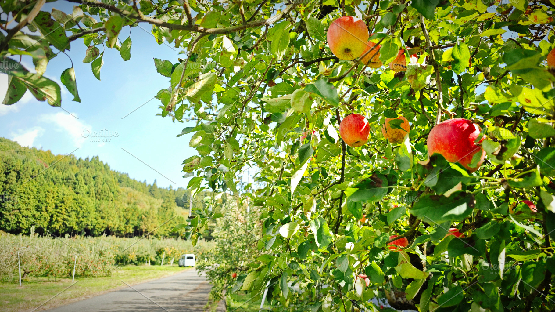 Ripe red apples hanging from trees in orchard during harvest sea, a Photo by salmon.black