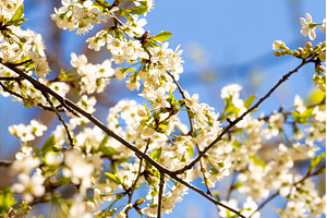 Blooming White Cherry Tree Branches