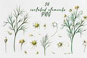 Chamomile watercolor clip art, a Decorative Illustration by SvetLana (Thumbnail 2 of 13)