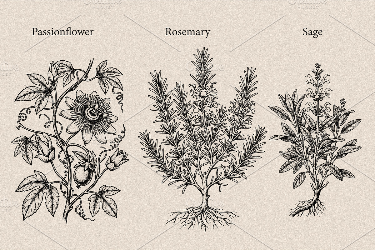 30 Medicinal Herbs & Plants, a Decorative Illustration by Gonez Studio (Photo 9 of 19)