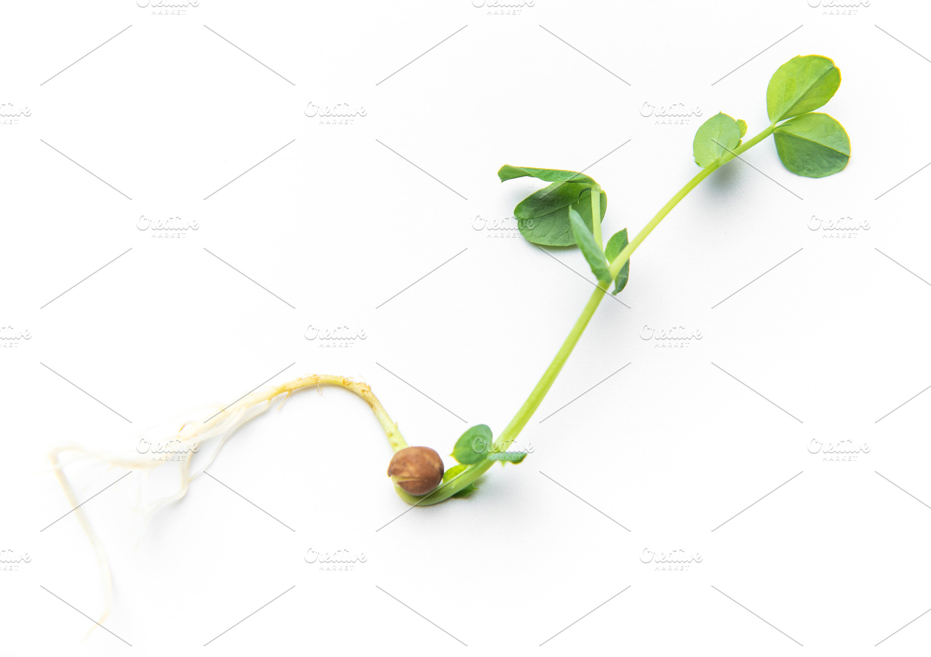 Green pea sprout growing from seed with roots, a Food & Drink Photo by Olena Rudo