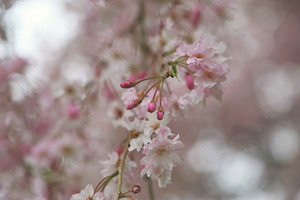 Pink blossoms featuring flowers, pink, and blooms