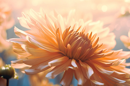 Dreamlike Chrysanthemums, a Nature Photo by Iconogenic