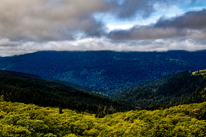 Morning Fog in the Bald Hills, a Nature Photo by Jillian Butolph