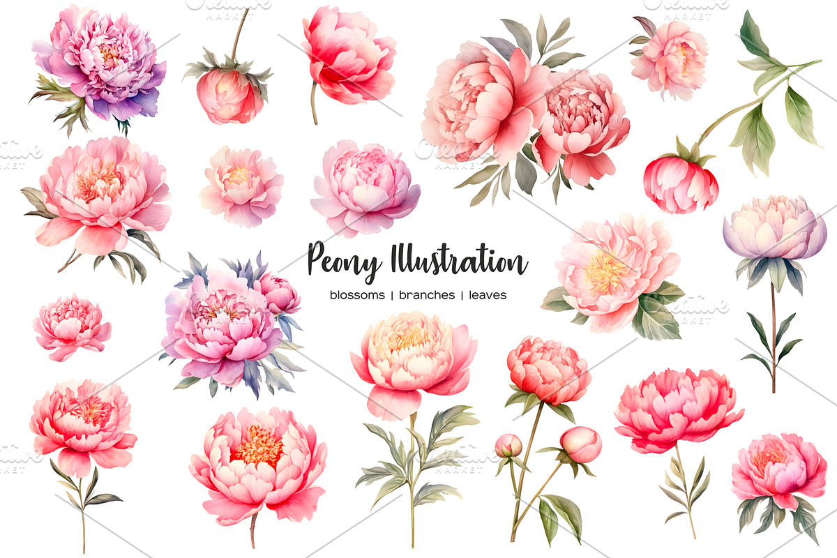 Watercolor peony clipart 21 PNG, an Object Illustration by Art and Funny (Photo 2 of 3)