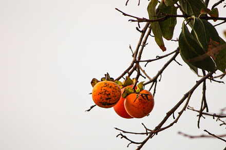 Early persimmon