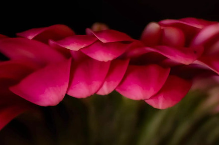 Petals containing flower, flora, and floral