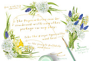 White Spring-Paperwhites, an Illustration by watercolorwild.graphics (Thumbnail 6 of 7)