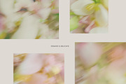 Soft Floral Spring Blur Backgrounds, a Background Graphic by eclosque (Thumbnail 9 of 48)