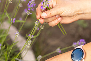 Hands cutting lavender flowers with scissors in a field, a Photo by Grafvision photography