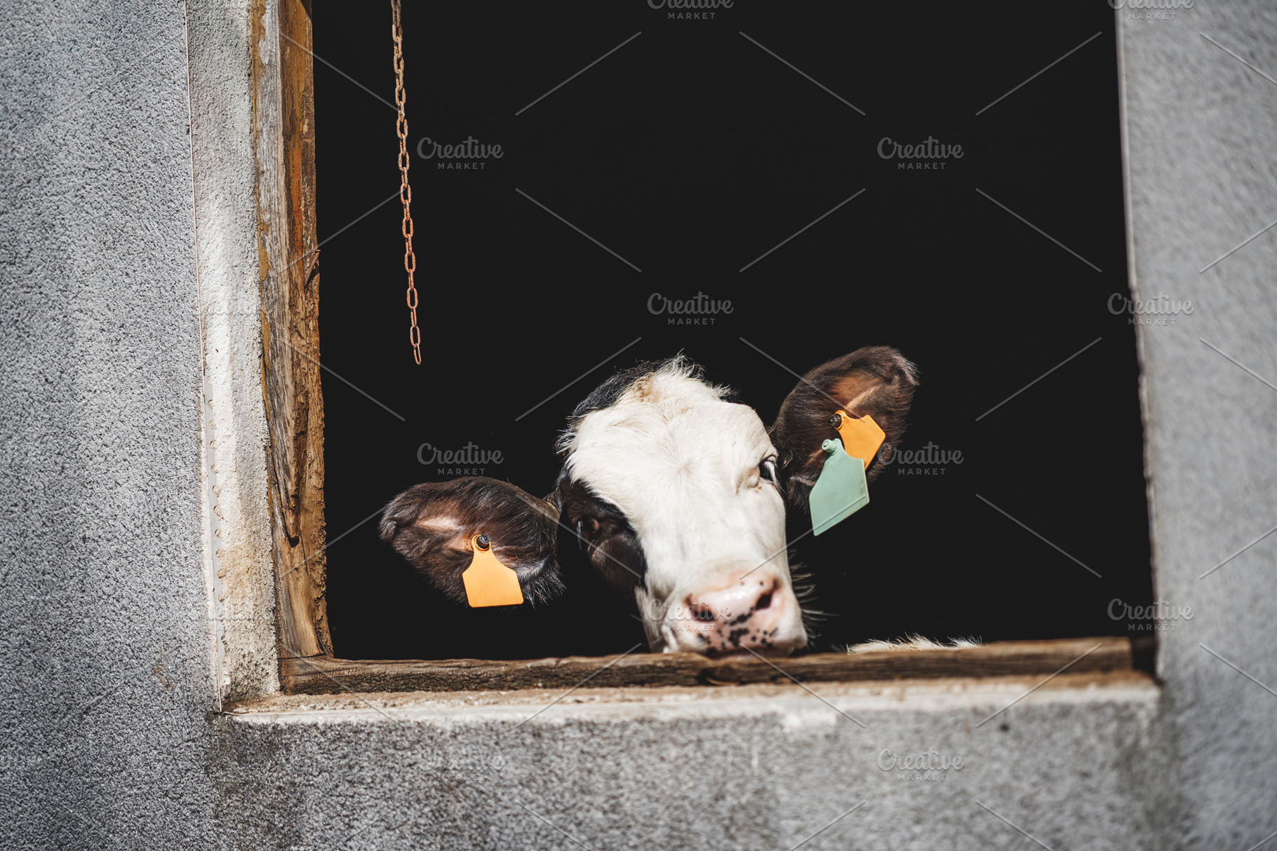 Cow peeking from barn window, an Animal Photo by SkyNext