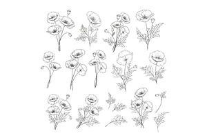 Linear Style Set Of White Poppy