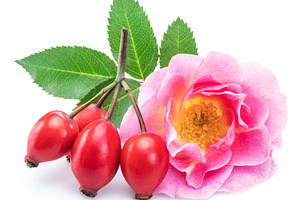 Rose-hips with rose flower isolated, a Food & Drink Photo by Volff