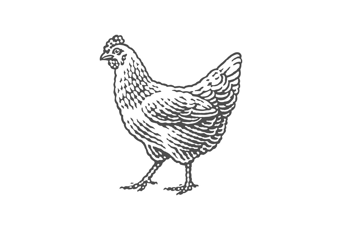 Chicken, farm domestic animal., an Animal Illustration by Irina Trusova (Photo 1 of 2)