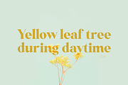 Monesta Regular, a Serif Font by ShowUp! Studio (Thumbnail 16 of 16)