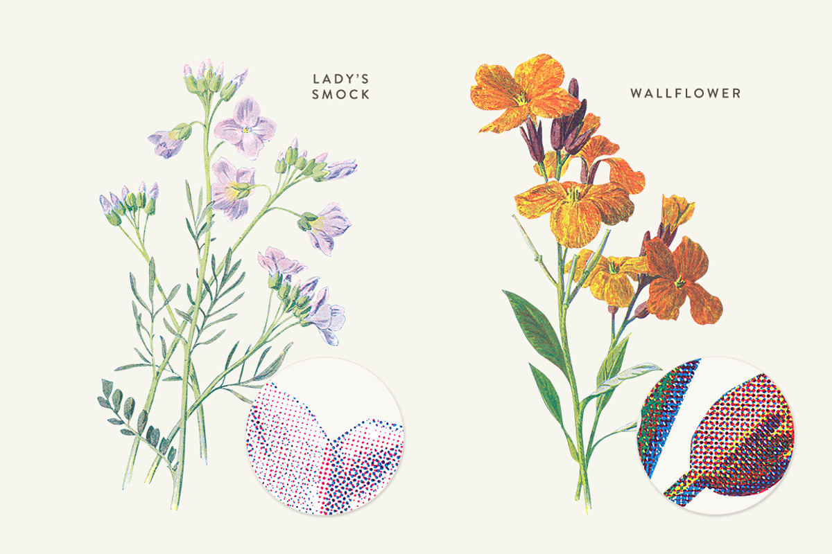 Vintage Flower Illustrations Bundle, an Illustration by Greta Ivy (Photo 25 of 62)