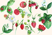 Watercolor Strawberry Clip art, a Food Illustration by DollyPotterson (Thumbnail 2 of 8)