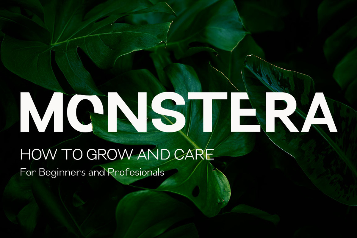 Kencana, a Sans Serif Font by Funtype (Photo 3 of 13)