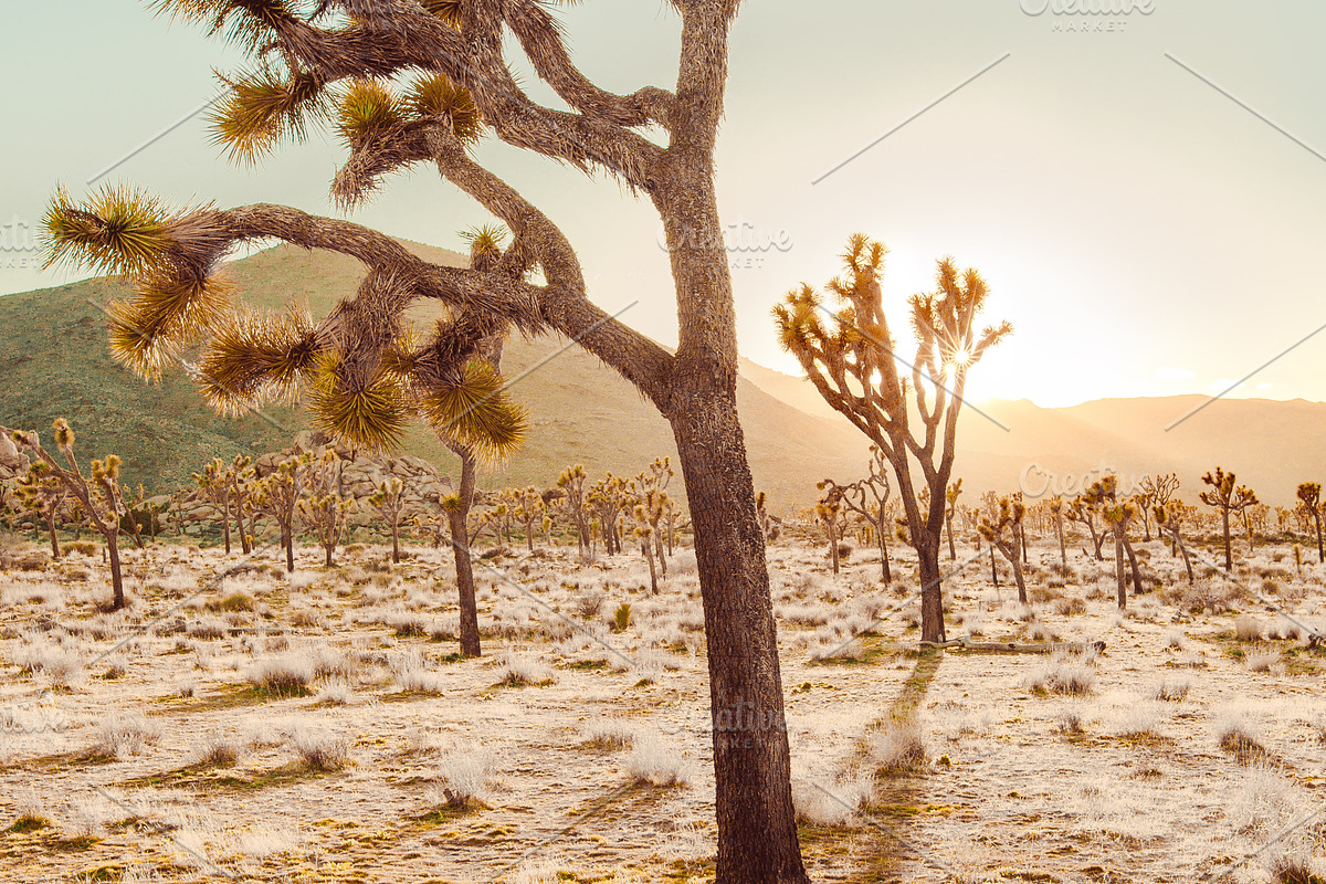 Joshua Tree Stock Photo, a Photo by Munopia (Photo 1 of 2)