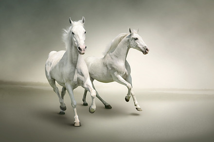 White horses, an Animal Photo by PureSolution