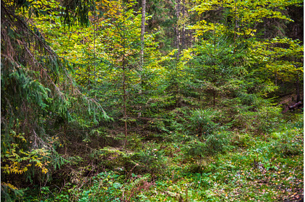Autumn forest, wild dense pine, a Nature Photo by COLORFUL