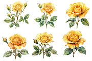 Watercolor Yellow Rose clipart, an Illustration by Designworld (Thumbnail 3 of 5)