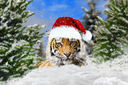A tiger in a New Year's hat